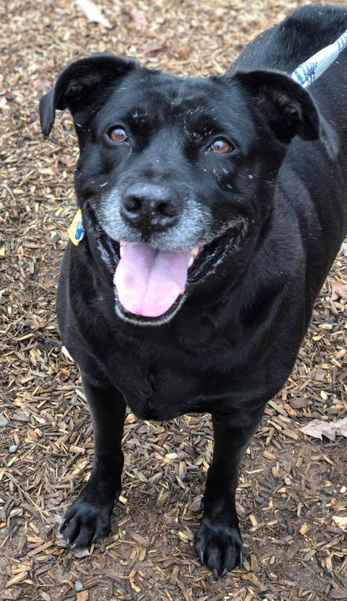 Molly:- Not At the Shelter