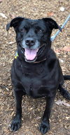Molly:- Not At the Shelter