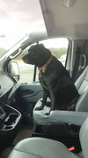Molly:- Not At the Shelter