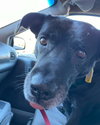 Molly:- Not At the Shelter