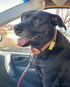 Molly:- Not At the Shelter