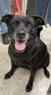 Molly:- Not At the Shelter