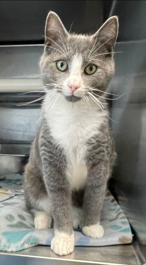 Angelo - At the Shelter
