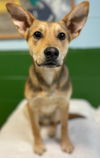 Duke: Not At the Shelter