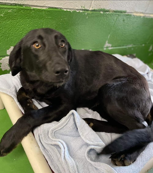 Hickory - At the Shelter