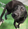 Hickory - At the Shelter