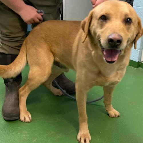 Diesel - At the Shelter