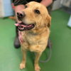 Diesel - At the Shelter