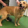 Diesel - At the Shelter
