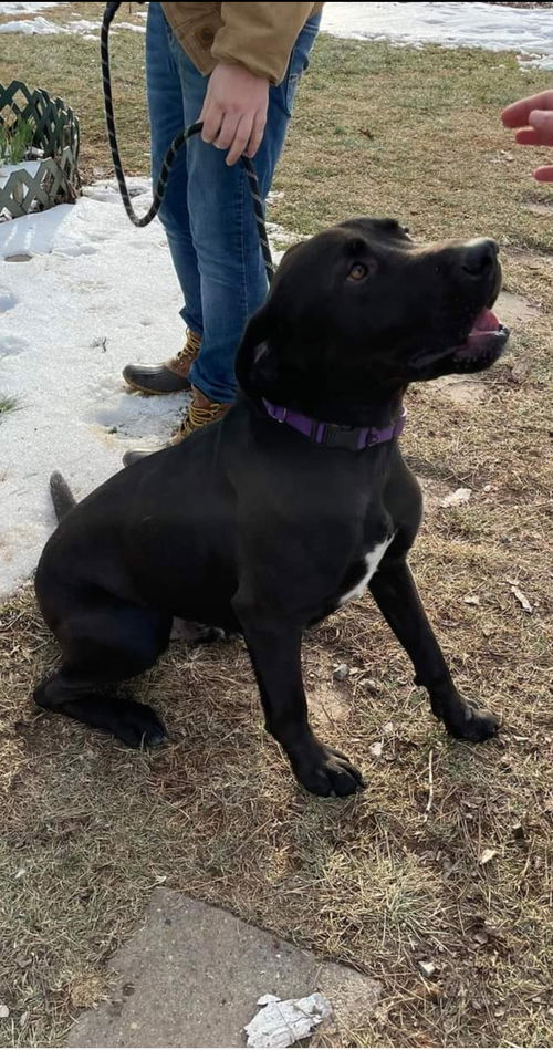 Bear (aka Big Bear)  At the Shelter