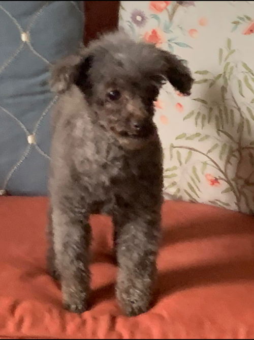 Pippa : Not at the Shelter