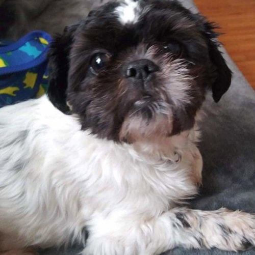Max: Not at the Shelter