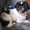 Max: Not at the Shelter