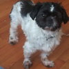 Max: Not at the Shelter
