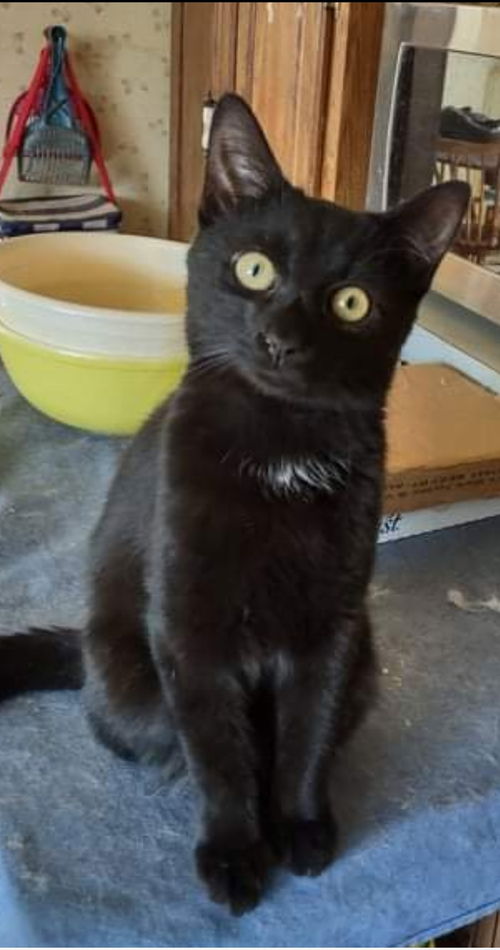 Thackery Binx:  Not at the Shelter