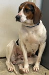 Desi: At the Shelter