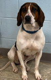 Desi: At the Shelter