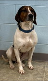 Desi: At the Shelter