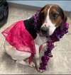 Desi: At the Shelter
