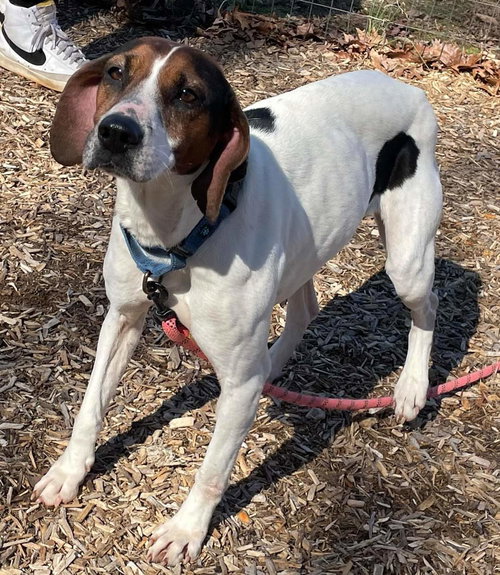Desi: At the Shelter