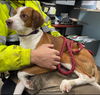Brewster: Not at the Shelter