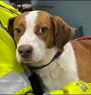 Brewster: Not at the Shelter