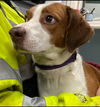 Brewster: Not at the Shelter