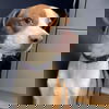 Brewster: Not at the Shelter
