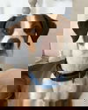 Brewster: Not at the Shelter
