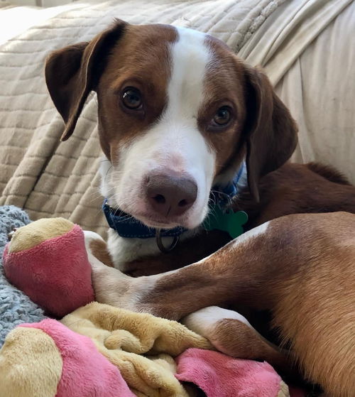 Brewster: Not at the Shelter
