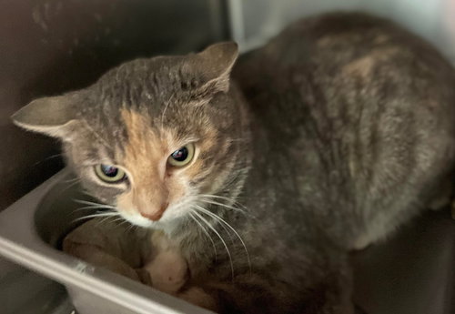 Miss Lavinia - At the Shelter
