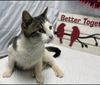 Harvard: Visit at Lynchburg PetSmart
