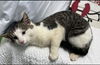 Harvard: Visit at Lynchburg PetSmart