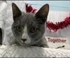 Lucille - Visit at Lynchburg PetSmart