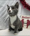 Lucille - Visit at Lynchburg PetSmart