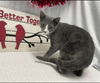 Lucille - Visit at Lynchburg PetSmart
