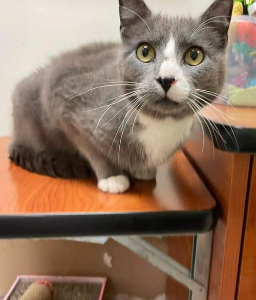 Lucille - Visit at Lynchburg PetSmart
