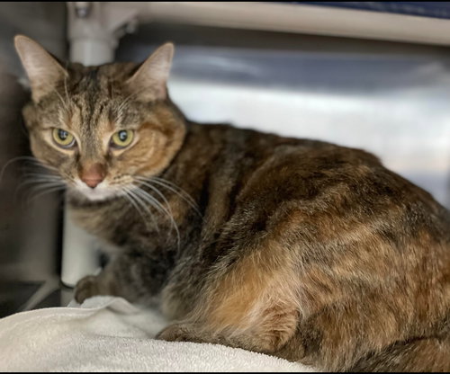 Mocha - Visit at Lynchburg PetSmart