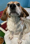 Elmer: Not at the Shelter