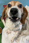 Elmer: Not at the Shelter
