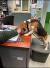 Elmer: Not at the Shelter