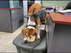 Elmer: Not at the Shelter