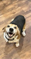 Elmer: Not at the Shelter
