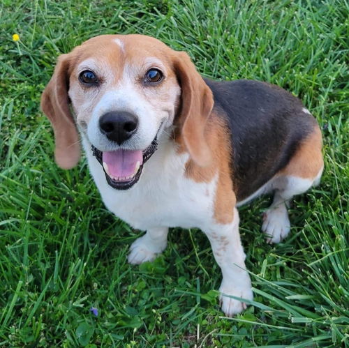 Elmer: Not at the Shelter