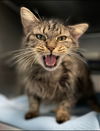 Lilly - At the Shelter