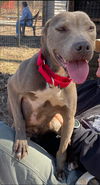 Ellie: At the Shelter