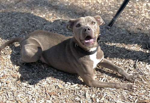 Ellie: At the Shelter