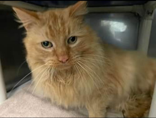 Edward: Visit at Petsmart in Lynchburg
