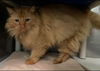 Edward: Visit at Petsmart in Lynchburg