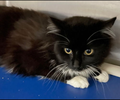 Nerissa: Not At the Shelter